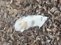 Zack, a male Maltese and Yorkshire Terrier for sale in Harrison, AR – Photo 9 of 10