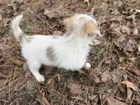 Zack, a male Maltese and Yorkshire Terrier for sale in Harrison, AR – Photo 7 of 10