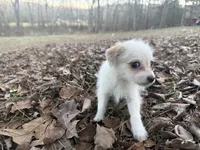 Zack, a male Maltese and Yorkshire Terrier for sale in Harrison, AR – Photo 5 of 10