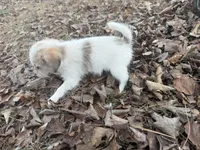 Zack, a male Maltese and Yorkshire Terrier for sale in Harrison, AR – Photo 10 of 10