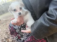 Zack, a male Maltese and Yorkshire Terrier for sale in Harrison, AR – Photo 3 of 10