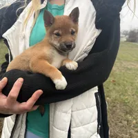 Evan, a male Shiba Inu for sale in Harrison, AR – Photo 4 of 10