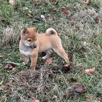 Evan, a male Shiba Inu for sale in Harrison, AR – Photo 5 of 10