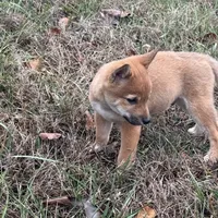 Evan, a male Shiba Inu for sale in Harrison, AR – Photo 8 of 10