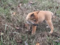 processed/6e05543e-325e-4636-98c9-2d50ed036119/listing/66fb1592-1ecb-4bf5-bd34-77be085eaef9/46666714-9358-4d39-a610-207cf73afcde