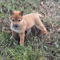 Evan, a male Shiba Inu for sale in Harrison, AR – Photo 1 of 10