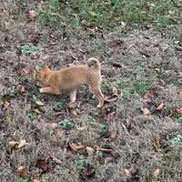 Evan, a male Shiba Inu for sale in Harrison, AR – Photo 9 of 10