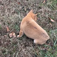 Evan, a male Shiba Inu for sale in Harrison, AR – Photo 2 of 10