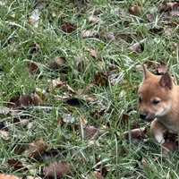 Evan, a male Shiba Inu for sale in Harrison, AR – Photo 7 of 10