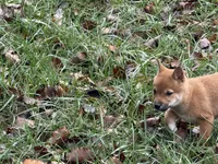 processed/6e05543e-325e-4636-98c9-2d50ed036119/listing/66fb1592-1ecb-4bf5-bd34-77be085eaef9/6e4834ed-95f4-4744-91d7-5baf9c74b0b4