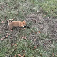 Evan, a male Shiba Inu for sale in Harrison, AR – Photo 10 of 10