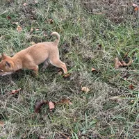 Evan, a male Shiba Inu for sale in Harrison, AR – Photo 3 of 10