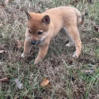 Evan, a male Shiba Inu for sale in Harrison, AR – Photo 6 of 10