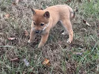 processed/6e05543e-325e-4636-98c9-2d50ed036119/listing/66fb1592-1ecb-4bf5-bd34-77be085eaef9/f5b7413b-5b9f-46a4-920f-16e1dce5ea32