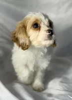 Bentley, a male Cavapoo for sale in Harrison, AR – Photo 8 of 10