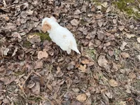 Bentley, a male Cavapoo for sale in Harrison, AR – Photo 4 of 7