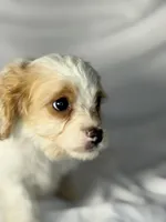 Bentley, a male Cavapoo for sale in Harrison, AR – Photo 7 of 10