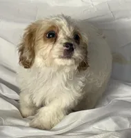 Bentley, a male Cavapoo for sale in Harrison, AR – Photo 2 of 10