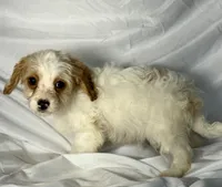 Bentley, a male Cavapoo for sale in Harrison, AR – Photo 9 of 10