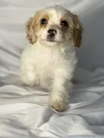 Bentley, a male Cavapoo for sale in Harrison, AR – Photo 10 of 10