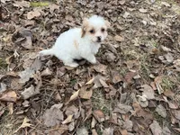 Bentley, a male Cavapoo for sale in Harrison, AR – Photo 6 of 7