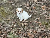 Bentley, a male Cavapoo for sale in Harrison, AR – Photo 1 of 7