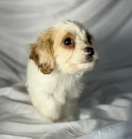 Bentley, a male Cavapoo for sale in Harrison, AR – Photo 5 of 10