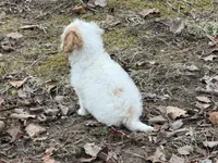 Bentley, a male Cavapoo for sale in Harrison, AR – Photo 3 of 7
