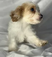 Bentley, a male Cavapoo for sale in Harrison, AR – Photo 6 of 10