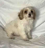 Bentley, a male Cavapoo for sale in Harrison, AR – Photo 1 of 10