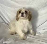 Bentley, a male Cavapoo for sale in Harrison, AR – Photo 3 of 10