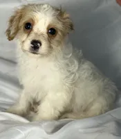 Bentley, a male Cavapoo for sale in Harrison, AR – Photo 4 of 10