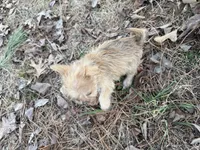 Ash, a male Maltese and Yorkshire Terrier for sale in Harrison, AR – Photo 7 of 10