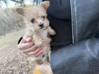 Ash, a male Maltese and Yorkshire Terrier for sale in Harrison, AR – Photo 4 of 10