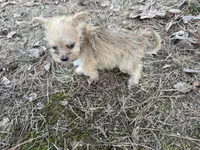 Ash, a male Maltese and Yorkshire Terrier for sale in Harrison, AR – Photo 8 of 10