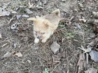 Ash, a male Maltese and Yorkshire Terrier for sale in Harrison, AR – Photo 6 of 10