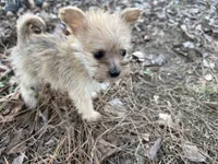 Ash, a male Maltese and Yorkshire Terrier for sale in Harrison, AR – Photo 3 of 10