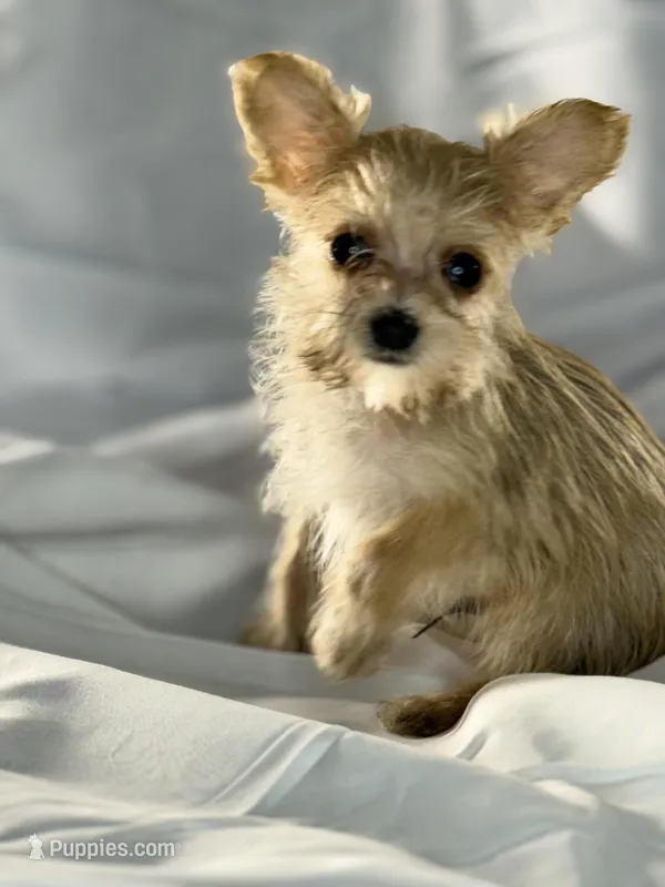 Ash – Maltese, Yorkshire Terrier puppy for sale in Harrison, AR