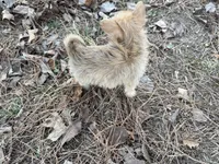 Ash, a male Maltese and Yorkshire Terrier for sale in Harrison, AR – Photo 10 of 10