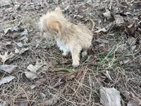 Ash, a male Maltese and Yorkshire Terrier for sale in Harrison, AR – Photo 9 of 10