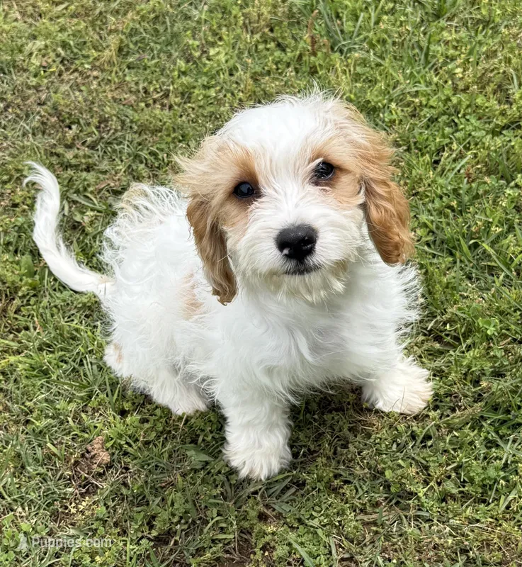 Bentley – Cavapoo puppy for sale in Harrison, AR