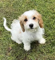 Bentley, a male Cavapoo for sale in Harrison, AR – 1 of 6