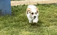 Bentley, a male Cavapoo for sale in Harrison, AR – 3 of 6