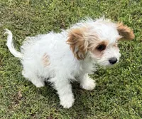 Bentley, a male Cavapoo for sale in Harrison, AR – 6 of 6