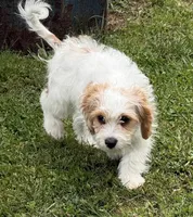 Bentley, a male Cavapoo for sale in Harrison, AR – 4 of 6