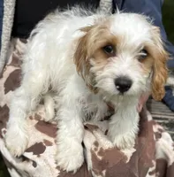 Bentley, a male Cavapoo for sale in Harrison, AR – 2 of 6