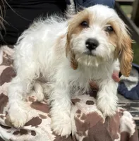 Bentley, a male Cavapoo for sale in Harrison, AR – 5 of 6