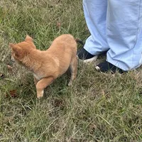 Erick, a male Shiba Inu for sale in Harrison, AR – Photo 2 of 8