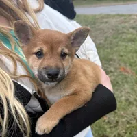Erick, a male Shiba Inu for sale in Harrison, AR – Photo 3 of 8