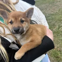 Erick, a male Shiba Inu for sale in Harrison, AR – Photo 7 of 8